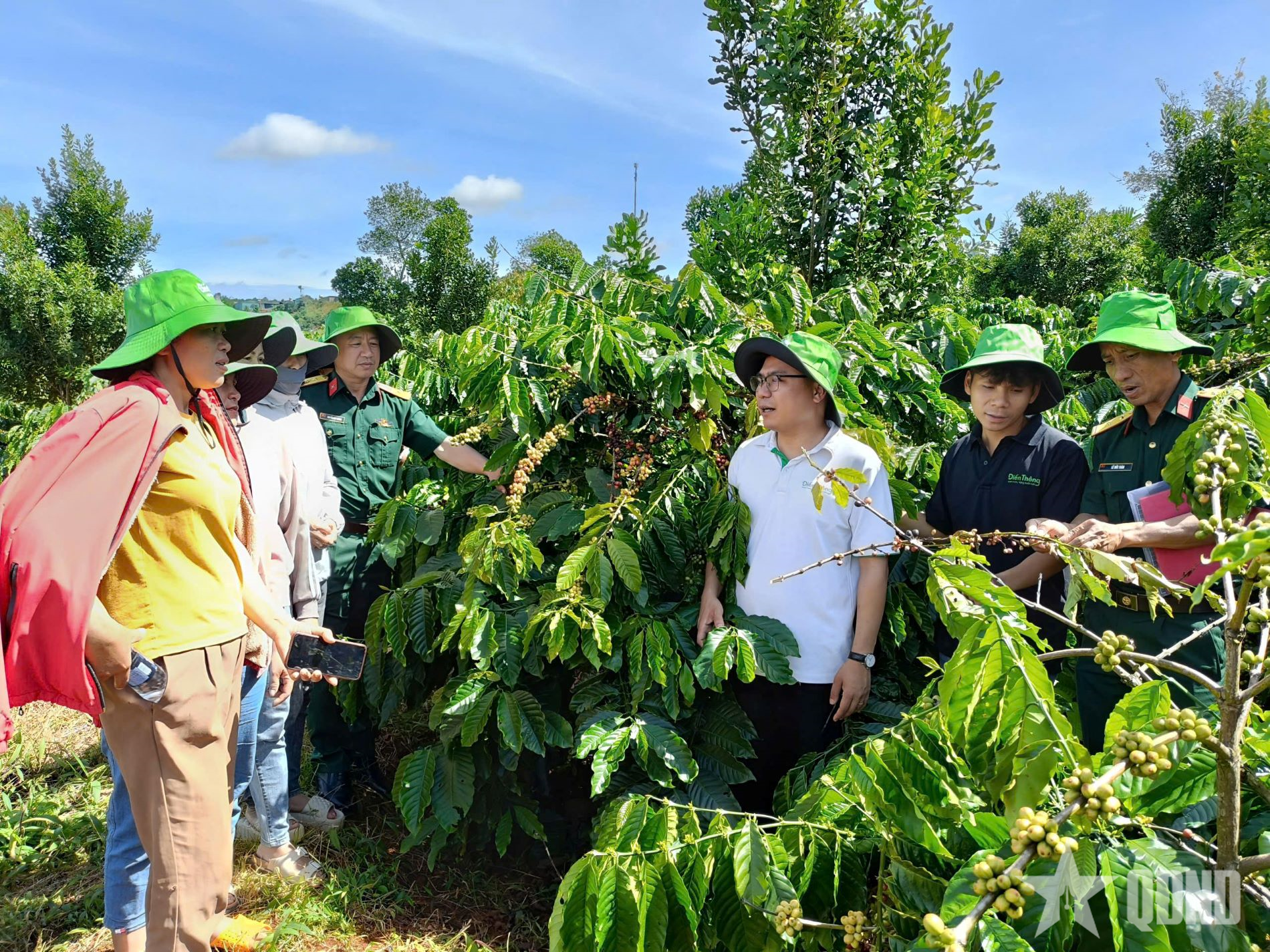 Trung đoàn 726: Hướng dẫn công nhân kỹ thuật chăm sóc vườn cây cà phê, mắc ca
